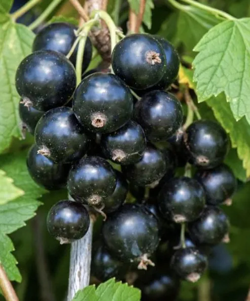 Саженцы смородины чёрной Селеченской Саженцы смородины чёрной Селеченской