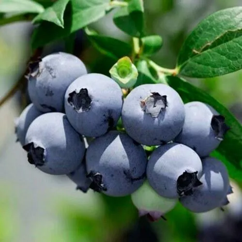 Голубика СИЕРРА  Голубика СИЕРРА в Москве