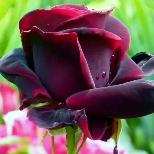 Саженцы роз ЧЕРНЫЙ ПРИНЦ чайно-гибридная в Москве