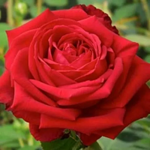 Саженцы роз СОФИ ЛОРЕН чайно-гибридная в Москве