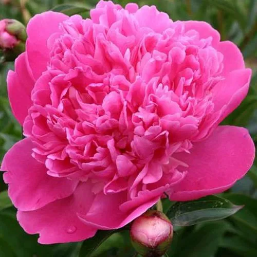 Пион ЭДУЛИС СУПЕРБА травянистый  Пион ЭДУЛИС СУПЕРБА травянистый в Москве