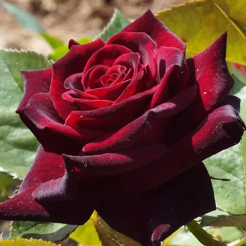 Саженцы роз БЛЭК БАККАРА чайно-гибридная в Москве