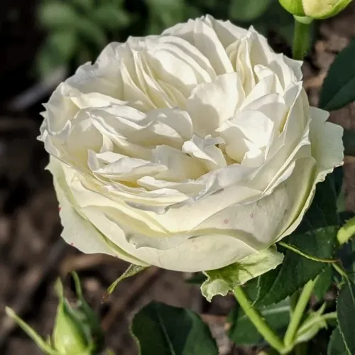 Саженцы роз ВАЙТ ПИАНО чайно-гибридная в Москве