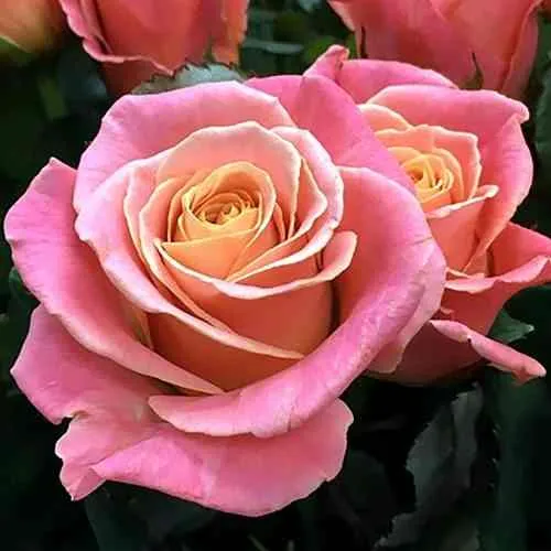 Саженцы роз МИСС ПИГГИ чайно-гибридная в Москве