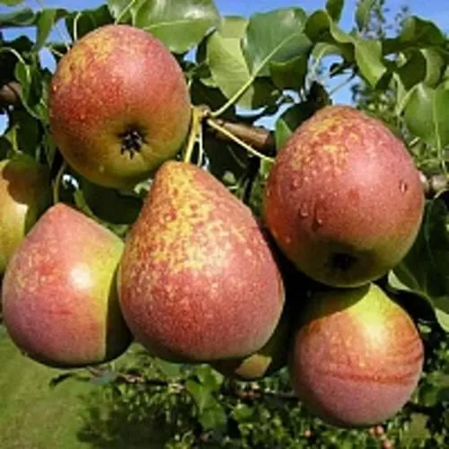 Груша МРАМОРНАЯ  Груша МРАМОРНАЯ в Москве