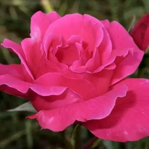 Саженцы роз ВИЕН РОУЗ чайно-гибридная в Москве