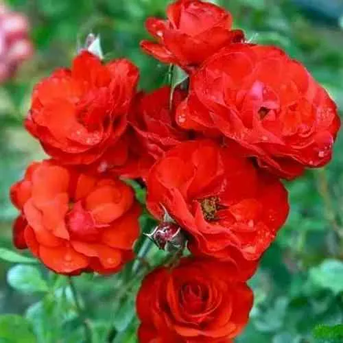 Саженцы роз ФАЙЕР КИНГ спрей в Москве