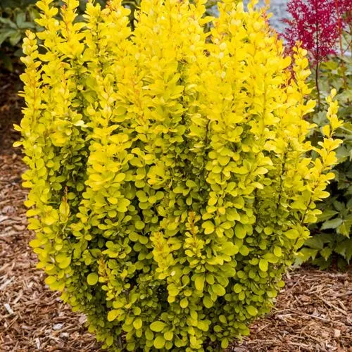 Барбарис ГОЛДЕН ТОРЧ тунберга в Москве