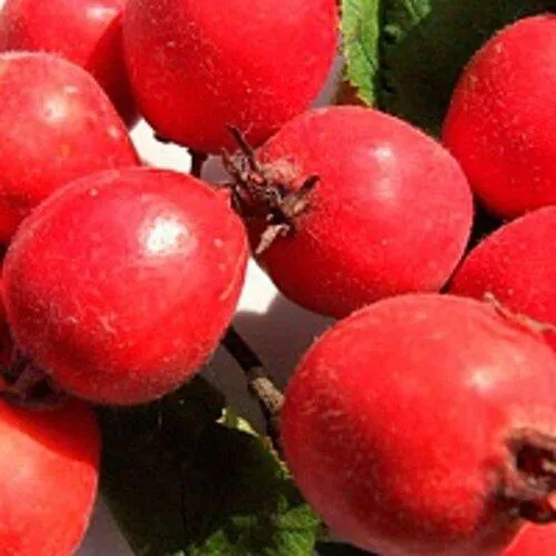 Боярышник КРУПНОПЛОДНЫЙ в Москве