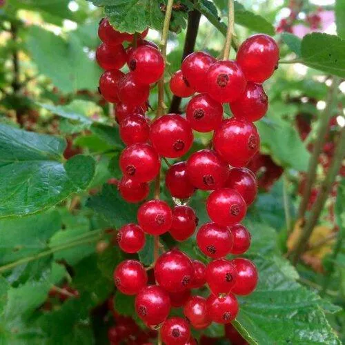 Смородина красная КОНСТАНТИНОВСКАЯ  Смородина красная КОНСТАНТИНОВСКАЯ в Москве