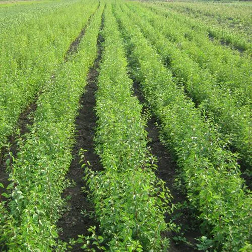 Подвой сливы ДИКАЯ АЛЫЧА  Подвой сливы ДИКАЯ АЛЫЧА в Москве