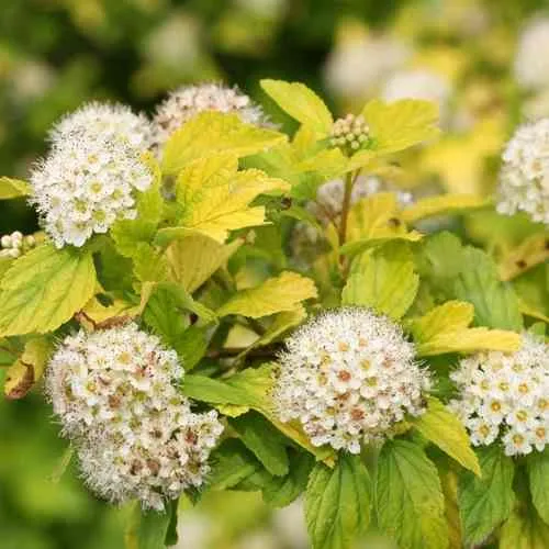 Пузыреплодник АНГЕЛ ГОЛД  Пузыреплодник АНГЕЛ ГОЛД в Москве