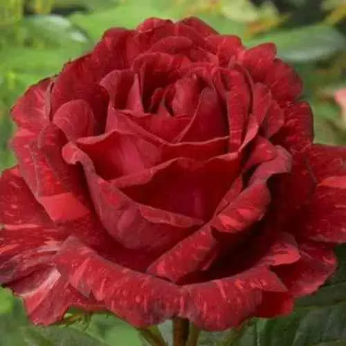 Саженцы роз РЕД ИНТУИШН чайно-гибридная в Москве