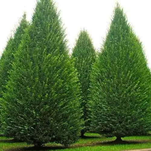 Граб  в Москве