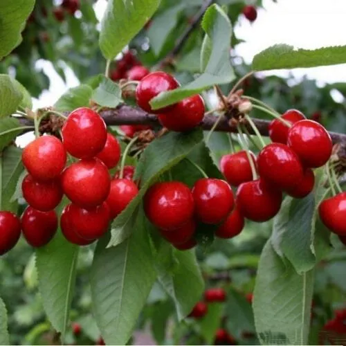 Черешня ДОНЕЦКАЯ КРАСАВИЦА  Черешня ДОНЕЦКАЯ КРАСАВИЦА в Москве