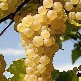 Неукрывные сорта   Неукрывные сорта  в Москве