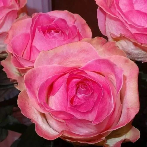 Саженцы роз КЭНДИ АВАЛАНЖ чайно-гибридная в Москве