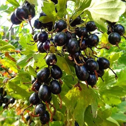 Смородина золотистая ОВАЛЬНАЯ  Смородина золотистая ОВАЛЬНАЯ в Москве