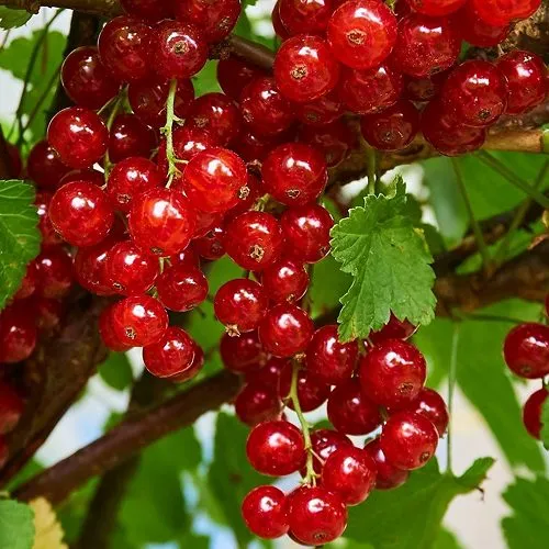 Смородина красная НАТАЛИ  Смородина красная НАТАЛИ в Москве