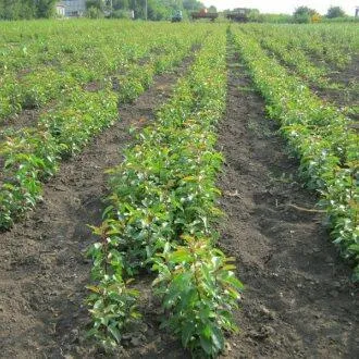 Подвой груши ДИКАЯ ГРУША — описание сорта Подвой груши ДИКАЯ ГРУША в Москве