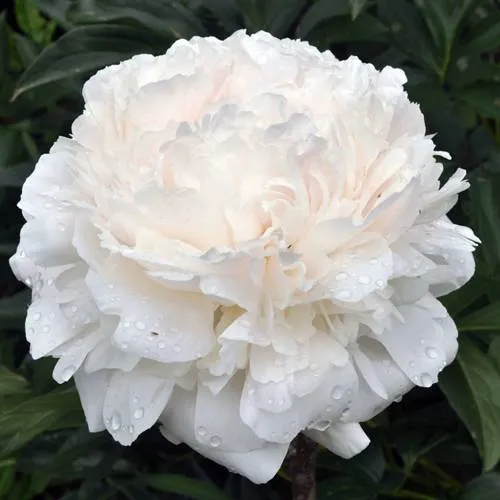 Пион БРАЗЕР ЧАК травянистый  Пион БРАЗЕР ЧАК травянистый в Москве