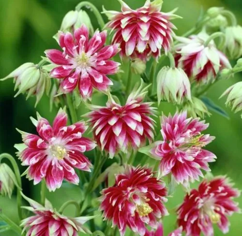 Аквилегия БАРЛОУ НОРА гибрид МакКаны  Аквилегия БАРЛОУ НОРА гибрид МакКаны в Москве