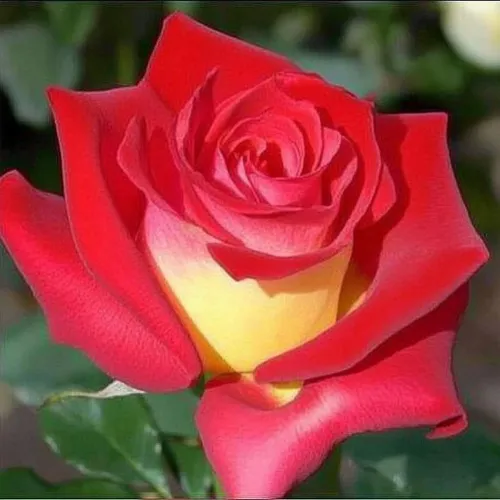 Саженцы роз ФРЕНДШИП чайно-гибридная в Москве