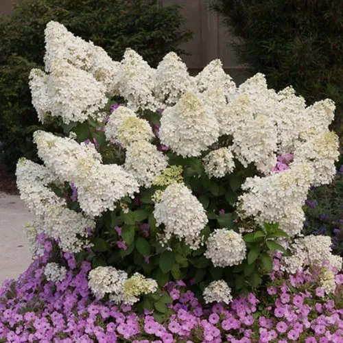 Гортензия БОБО метельчатая  Гортензия БОБО метельчатая в Москве