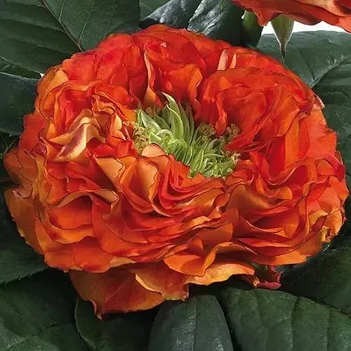 Саженцы роз ФЛЕШ АЙ чайно-гибридная в Москве