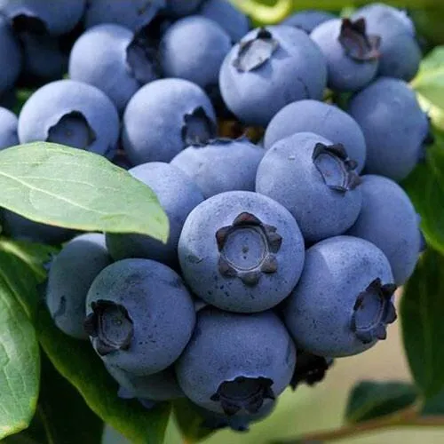 Голубика СПАРТАН  Голубика СПАРТАН в Москве