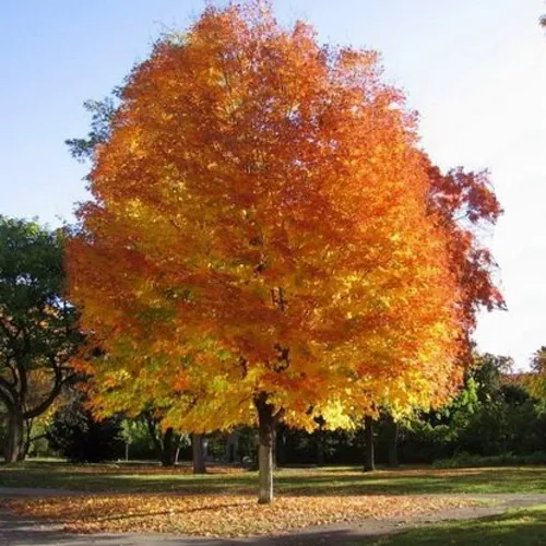 Клен серебристый в Москве