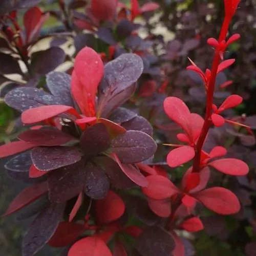 Барбарис РЕД ПИЛЛАР тунберга в Москве