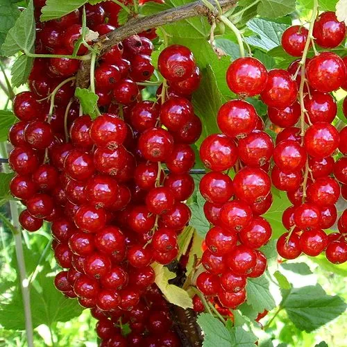 Смородина красная ЙОНКЕР ВАН ТЕТС  Смородина красная ЙОНКЕР ВАН ТЕТС в Москве