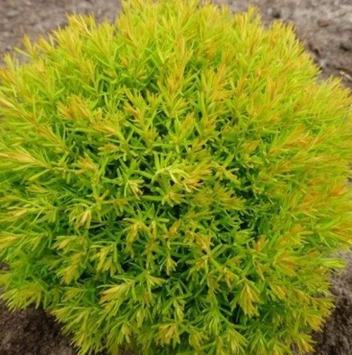 Туя АННИЕК западная  Туя АННИЕК западная в Москве