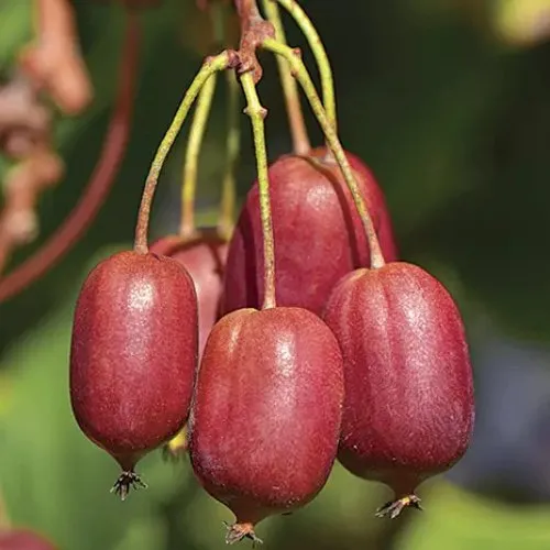 Актинидия СКАРЛЕТ СЕПТЕМБЕР аргута  Актинидия СКАРЛЕТ СЕПТЕМБЕР аргута в Москве