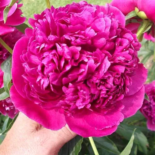 Пион АВГУСТИН ДОР травянистый  Пион АВГУСТИН ДОР травянистый в Москве