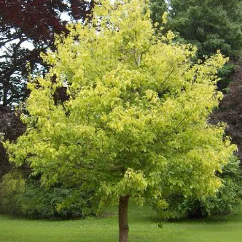 Клен ясенелистный в Москве