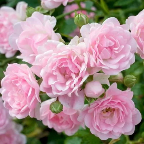 Саженцы роз ЗЕ ФЕЙРИ почвопокровная  Саженцы роз ЗЕ ФЕЙРИ почвопокровная в Москве