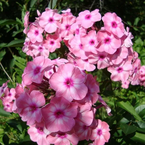 саженцы флокса саженцы флокса