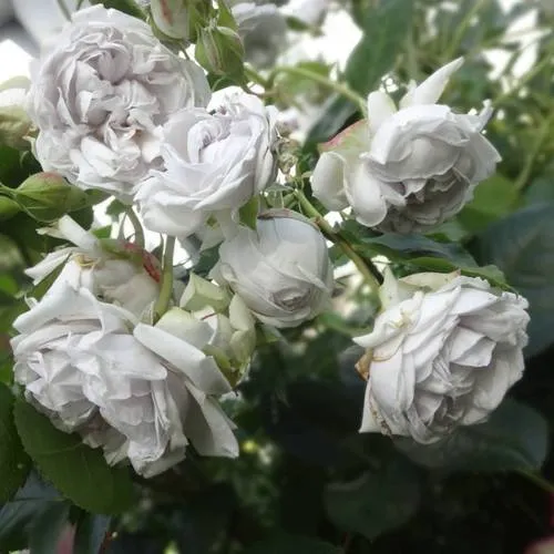 Саженцы роз ГРИЗЕЛИС шраб  Саженцы роз ГРИЗЕЛИС шраб в Москве