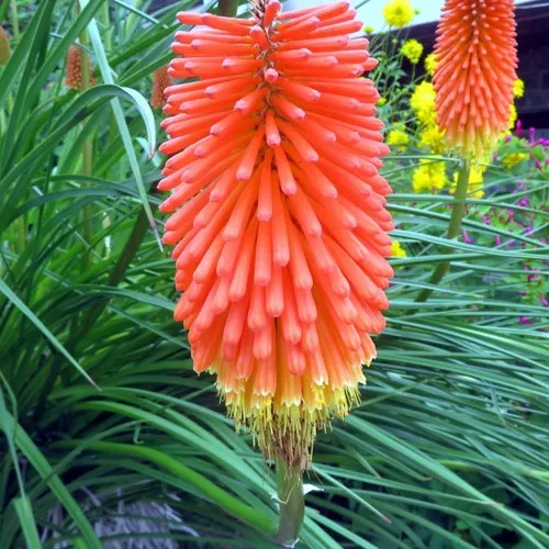 Книфофия БЕНГАЛ ФАЕР гибридная  Книфофия БЕНГАЛ ФАЕР гибридная в Москве