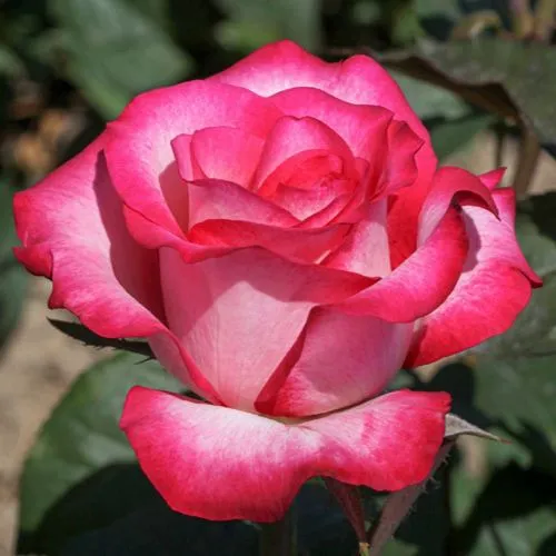 Саженцы роз ХАЙЛЕНДЕР чайно-гибридная  Саженцы роз ХАЙЛЕНДЕР чайно-гибридная в Москве