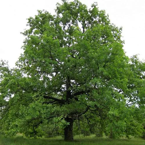 Дуб черешчатый  в Москве