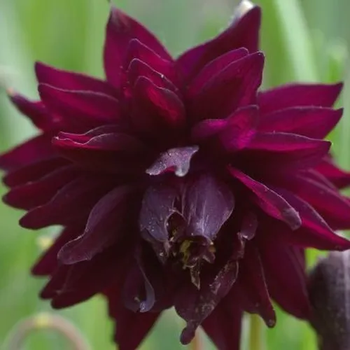 Аквилегия БАРЛОУ БОРДО обыкновенная  Аквилегия БАРЛОУ БОРДО обыкновенная в Москве