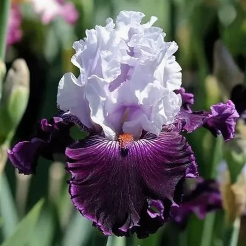 саженцы ириса саженцы ириса