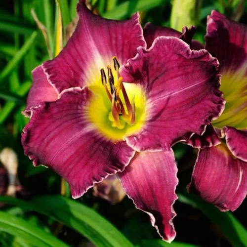 Лилейник БЕТТИЛЕН гибридный  Лилейник БЕТТИЛЕН гибридный в Москве