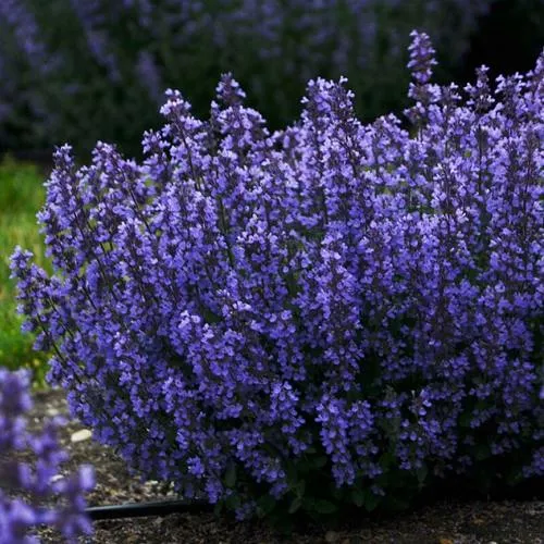 саженцы котовника саженцы котовника