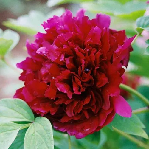 Пион ГАЛАКТИКА травянистый  Пион ГАЛАКТИКА травянистый в Москве