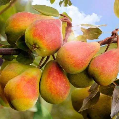 Груша ЗАБАВА в Москве