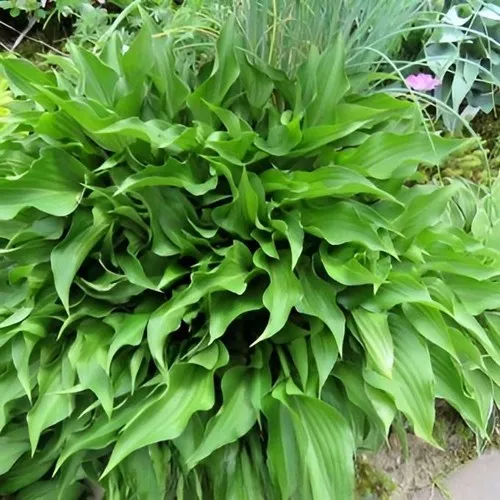 Хоста ГАРРИ ВАН ТРИЕР  Хоста ГАРРИ ВАН ТРИЕР в Москве